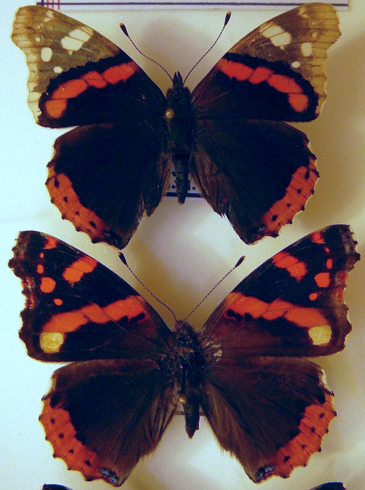 Vanessa atalanta (aberration, collection)jpg [Internet image property of respective owner, non commercial use only]